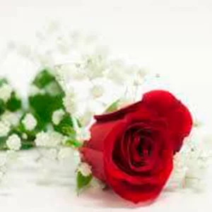 1 Rosa Natural con Verdes