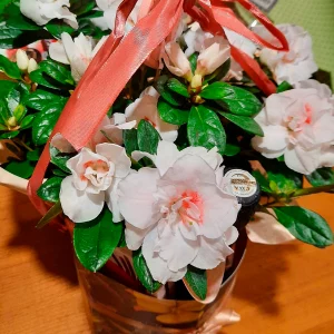 Azalea "Dulce Momento"