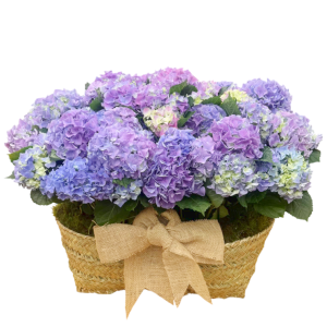 Cesta de Hortensias