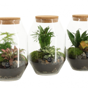 Microcosmos: Jardín Eterno en Cristal