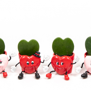 Hoya Kerri (Cerámica Corazón alegre)