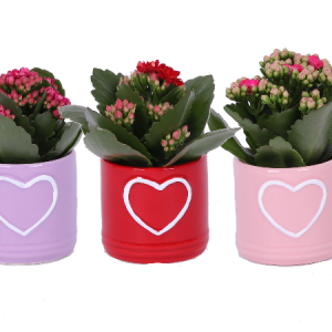 Mini Kalanchöe San Valentine Ceramic