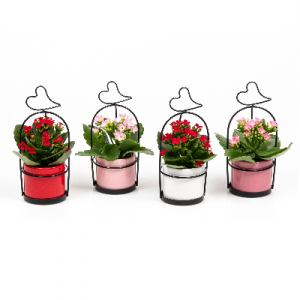 Kalanchöe Mini - corazón metal