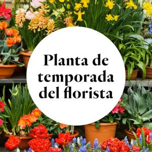 Planta Temporada Genérico35