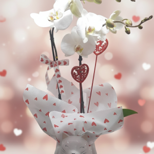 Orquídea en maceta de colección - gatito corazón