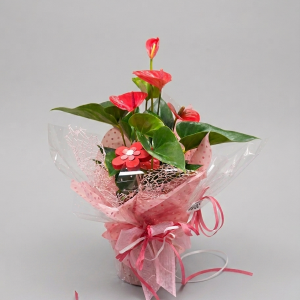 Anthurium Rosa