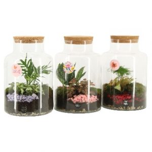 Terrarium Green Love - Cristal