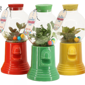 Terrario Green Sweet Cristal