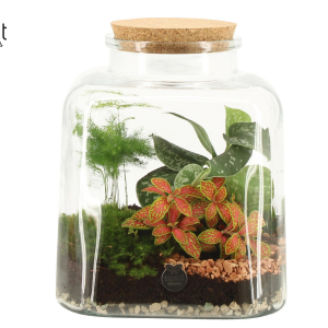 Terrarium Green Cube Cristal